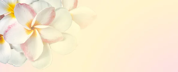 Foto auf Leinwand süße Farbe Plumeria in weichem und unscharfem Stil auf Maulbeerpapierstruktur für den Hintergrund © tamjaii9