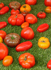 Tomates variétés anciennes sur le marché