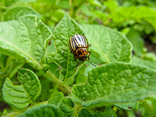Colorado Potato Beetle (Leptinotarsa decemlineata) on the potato