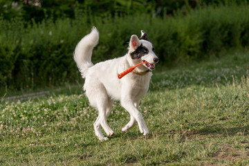 Fototapeta premium Young yakutian laika running through the grass Selective focus