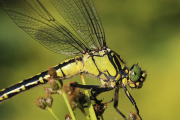 detail dragonfly sitting on plant