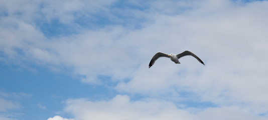 Möwe vor blauem Himmel mit Wollken, Panorama