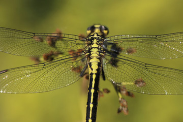 detail wings dragonfly