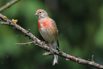 Carduelis cannabina sitting on a branch