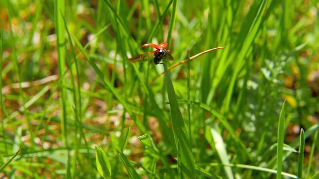 Ladybird on blade of grass