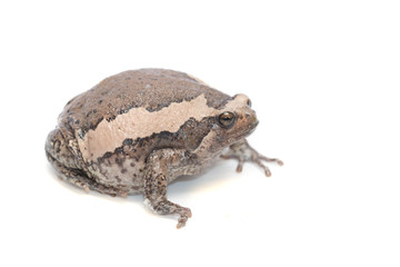 bullfrog on white background