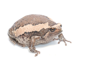 bullfrog on white background