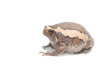Fototapeta premium bullfrog on white background