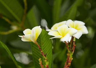 frangipani