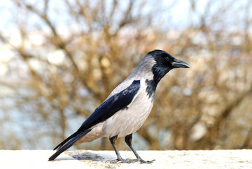 Beautiful young crow