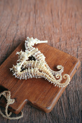 dried seahorse on wooden background