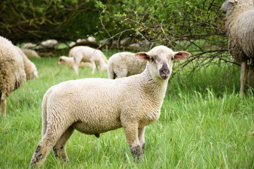 Naklejka premium Young sheep in nature, on meadow.