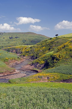 Lush green hills and yellow Meskel flowers, Simien Mountains National Park, The north, Ethiopia