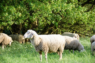 Sheeps in nature, on meadow. Farming outdoor.