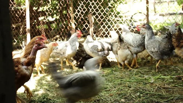Chickens on the village yard