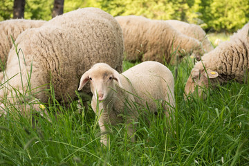 Young sheep in nature, on meadow. Farming outdoor.