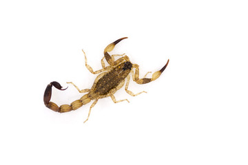 isolated scorpion