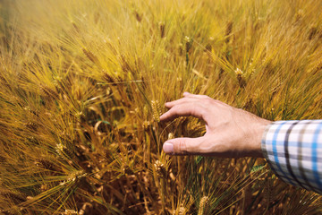 Farmer in agricultural barley field, responsible farming and cro