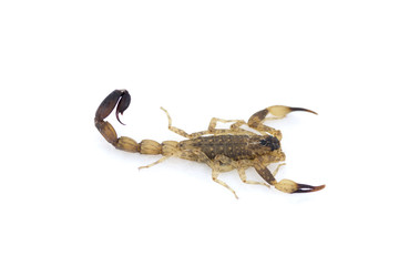 isolated scorpion