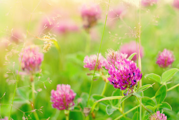 Summer Background. Flowers Background. Clover Meadow.
