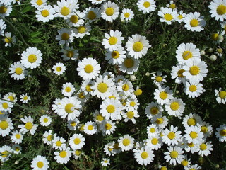 Fototapeta premium Meadow of blossoming daisies