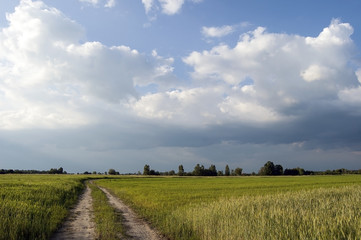 Road through fields and meadows