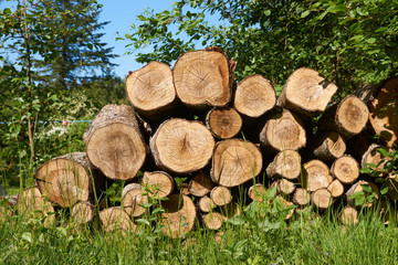 Pile of cut tree aspen trunks stacked up in a pile.