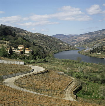 Vineyards of Quinta do Mourao, near Regua, Portugal