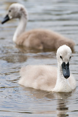 Cygnus Olor (white swan) in spring