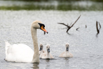 Cygnus Olor (white swan) in spring