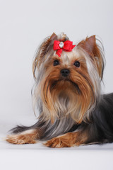 beautiful decorative dog Yorkshire Terrier