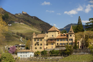 Fototapeta na wymiar Weinberge Wein Schloss Meran - castle wine Europe 