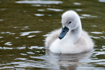 Cygnus Olor (white swan) in spring