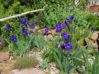 Schwertlilie, Iris Barbata-Elatior, Blue Rhythm, Steingarten © Ruckszio