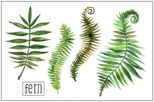 Watercolor fern
