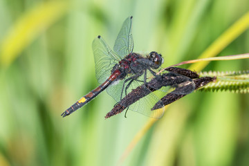 Große Moosjungfer (Leucorrhinia pectoralis) Männchen auf Schilfgras am Tümpel © mirkograul