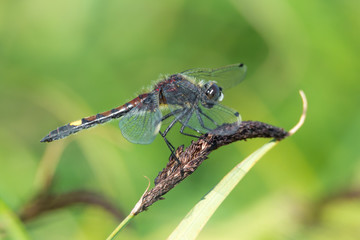 Große Moosjungfer (Leucorrhinia pectoralis) Männchen auf Schilfgras am Tümpel