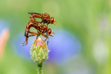 Gemeine Breitstirnblasenkopffliege (Sicus ferrugineus) Pärchen bei der Paarung