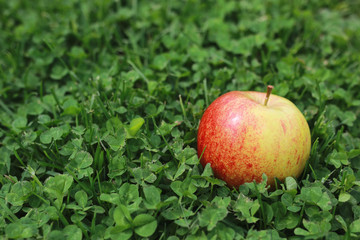 fresh apple on grass