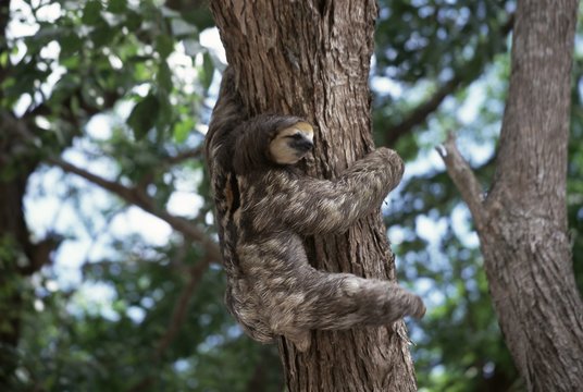 A sloth bear in a tree, Venezuela