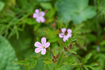 Herb-Robert, (Geranium robertianum).