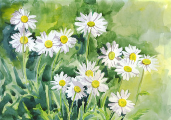 Fototapeta premium Watercolor painting. Chamomile white flowers in the garden