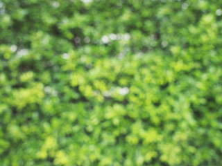 Obraz premium Green background Bokeh, background, blur 