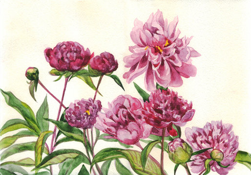 Watercolor painting. Peonies flowers 