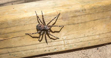Canada's largest creepy looking spider, the Dock spider of the Pisauridae family, Dolomedes sp), sitting atop a piece of 4x4 lumber on a sunny day.