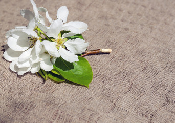 Fototapeta na wymiar Flowering branch of apricot on a soft textile