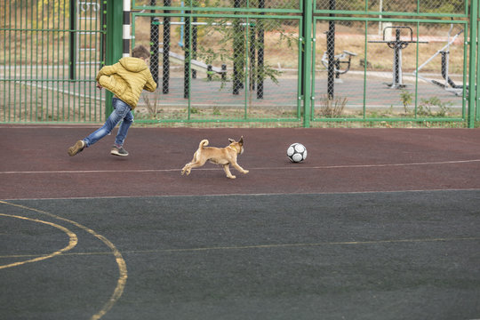 Boy And Dog Playing Soccer At Playground