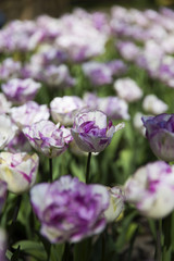 Obraz na płótnie Canvas Purple tulips