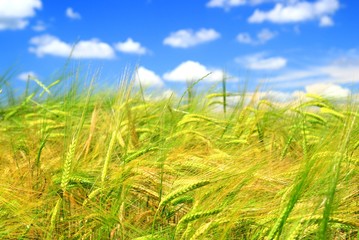 Beautiful scene of wheat field and blue sky with clouds