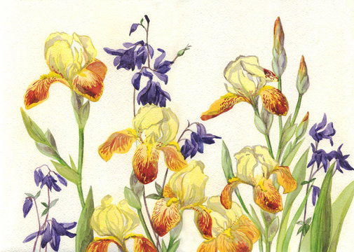 Watercolor painting. Yellow irises and Aquilegia purple flowers. Botanical illustration